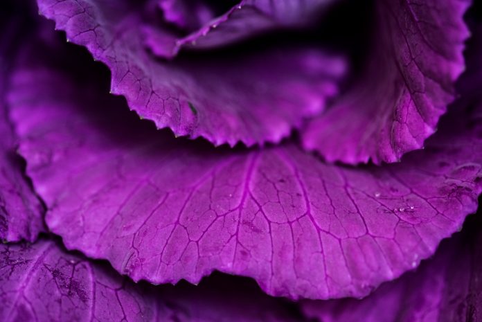 close up flower garden