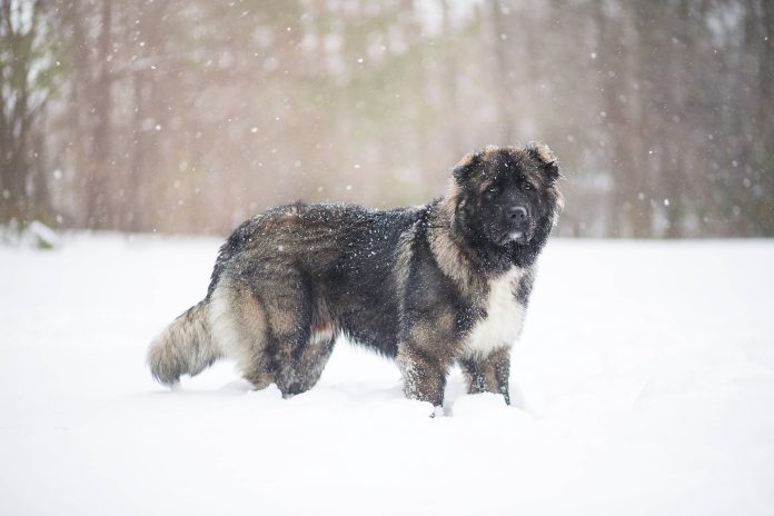 caucasian shepherd dog 6154872 1920