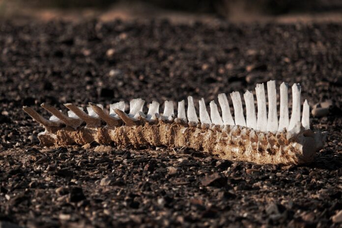 coloana vertebrala