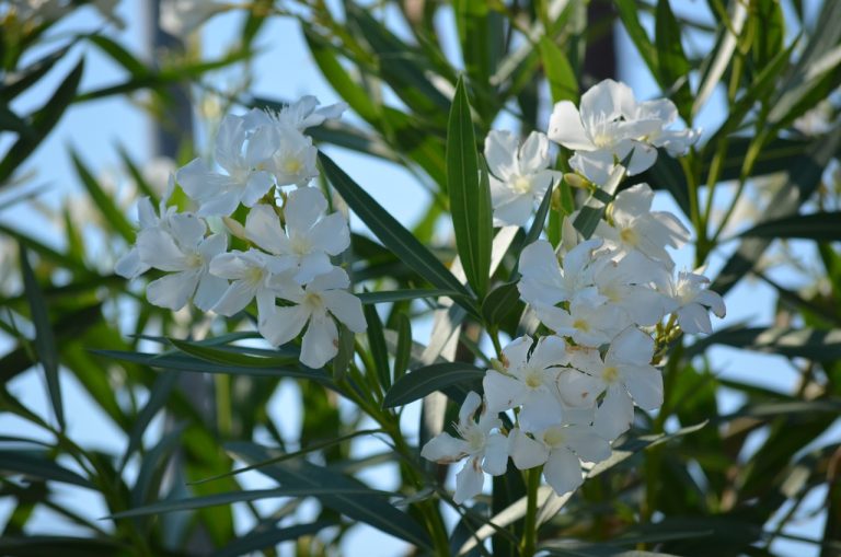 leandru in gradina iarna