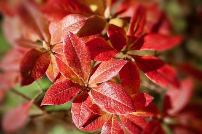 cand se planteaza rododendronul in gradina