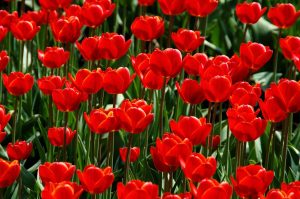 rumegusul in gradina