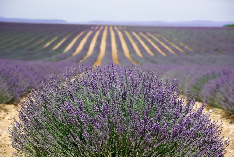 cand se planteaza lavanda in gradina