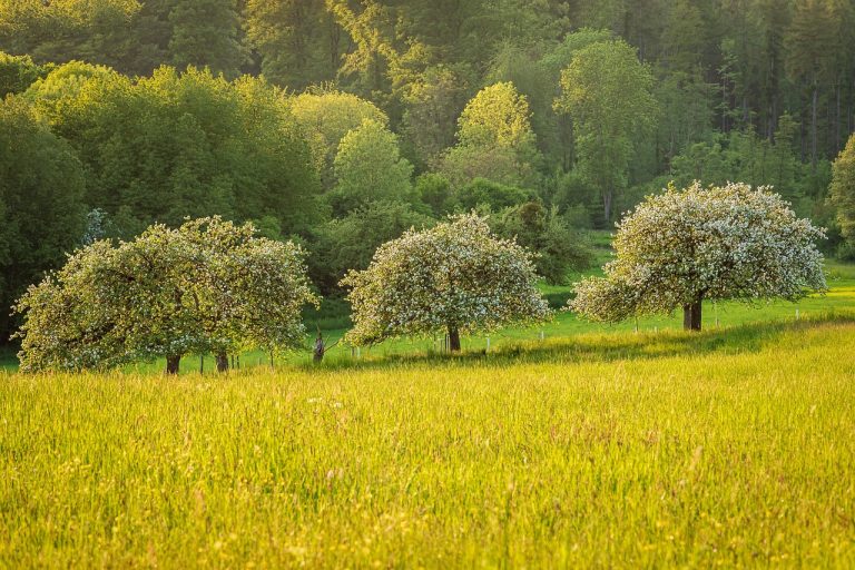 ce pomi fructiferi sa plantez in gradina