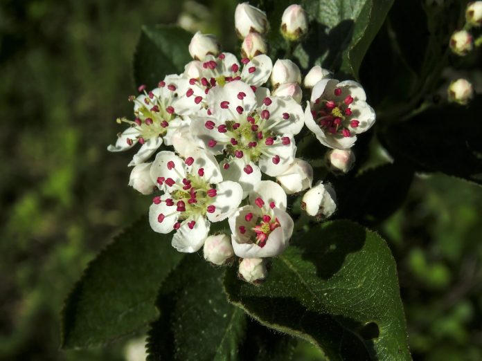 plantare aronia in gradina