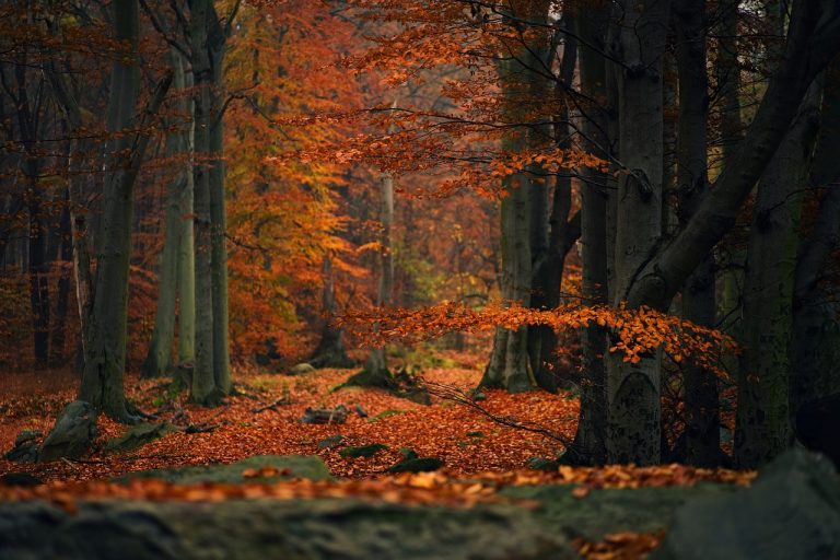 lucrari de toamna in gradina