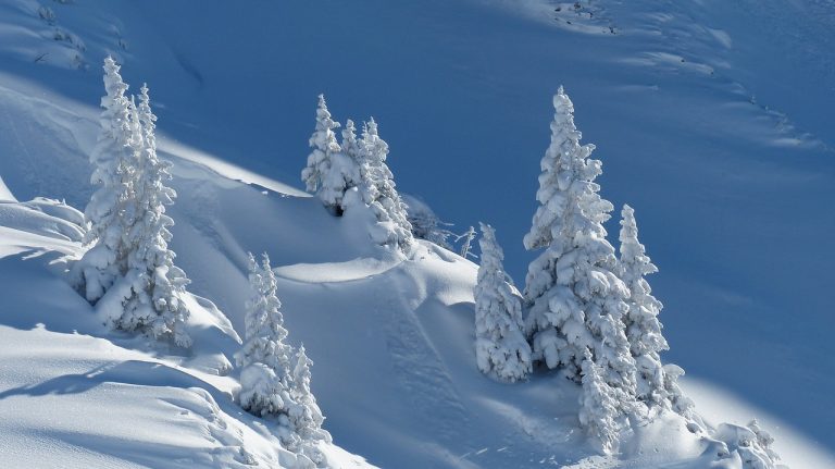 ingrijirea brazilor in gradina