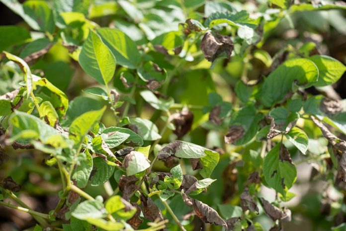 cultivare cartofi dulci in gradina