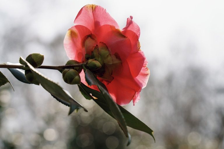 camellia japonica plantare in gradina