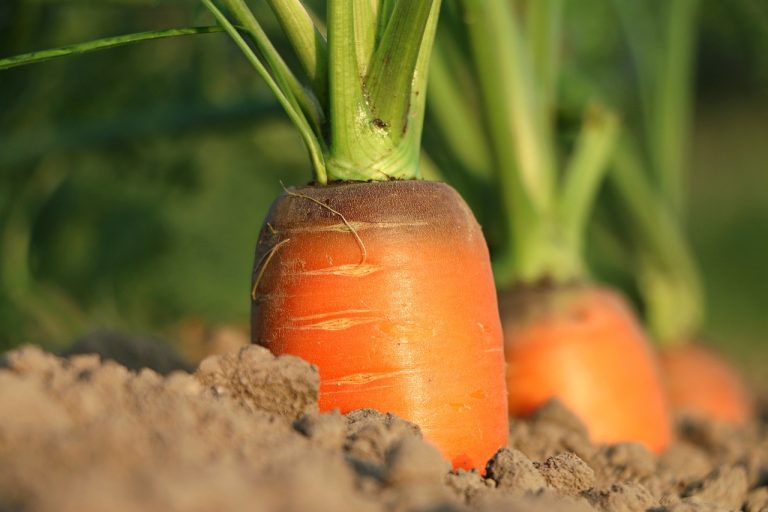 beneficiile varului in gradina de legume