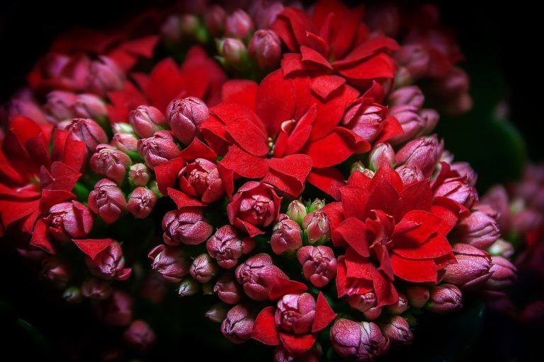 kalanchoe in gradina