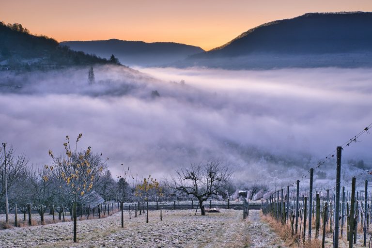 flori de iarna in gradina