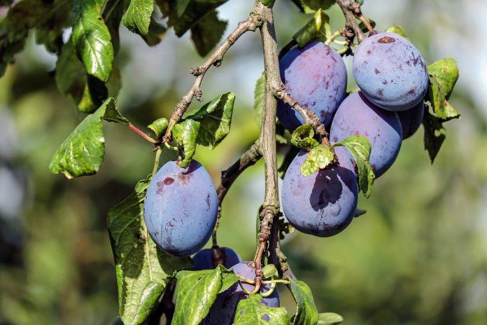 stropirea prunilor cu piatra vanata