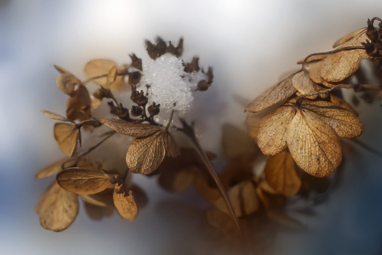 cand se planteaza hortensia din ghiveci in gradina