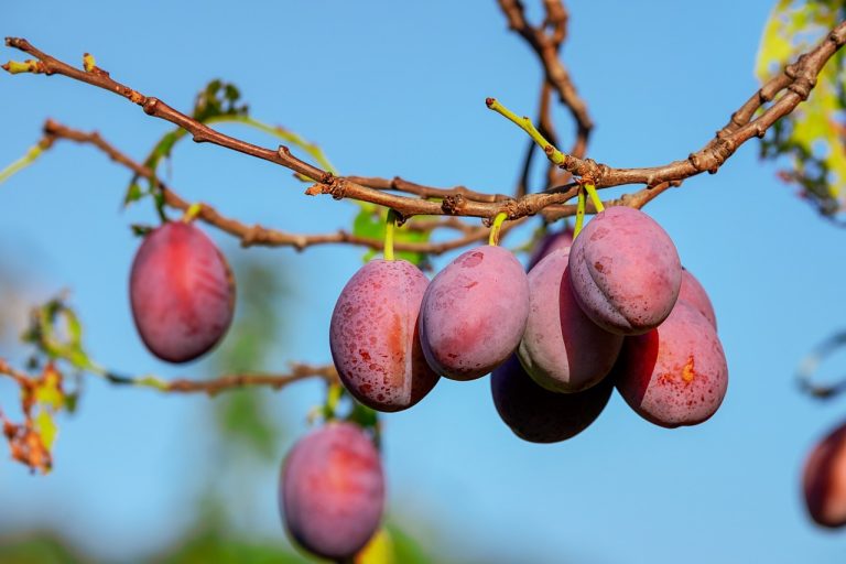 stropirea prunilor toamna