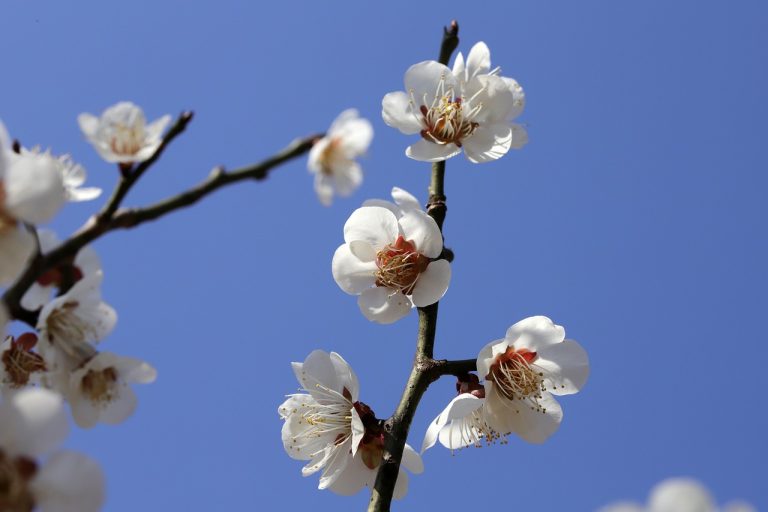 stropirea prunilor in floare