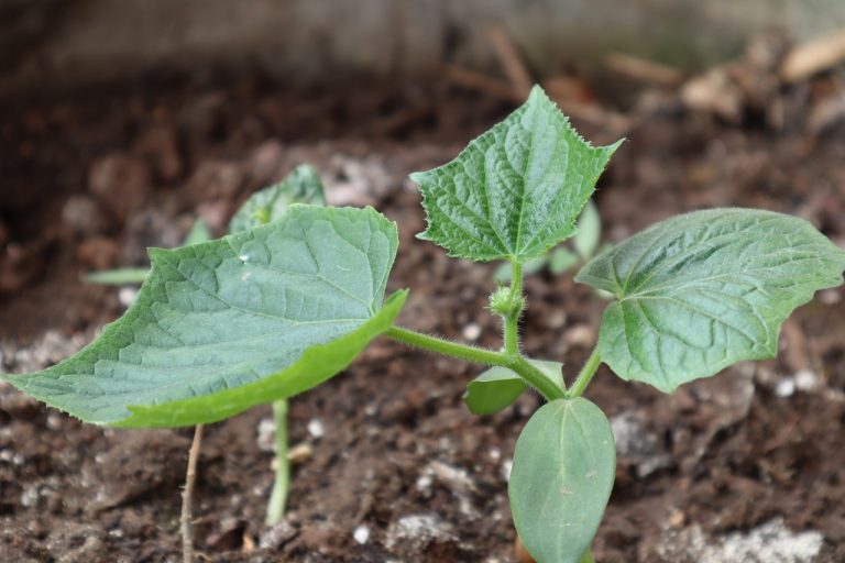 erbicid inainte de plantare