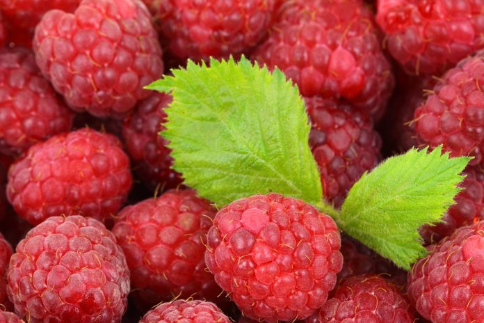plantarea si ingrijirea zmeurei
