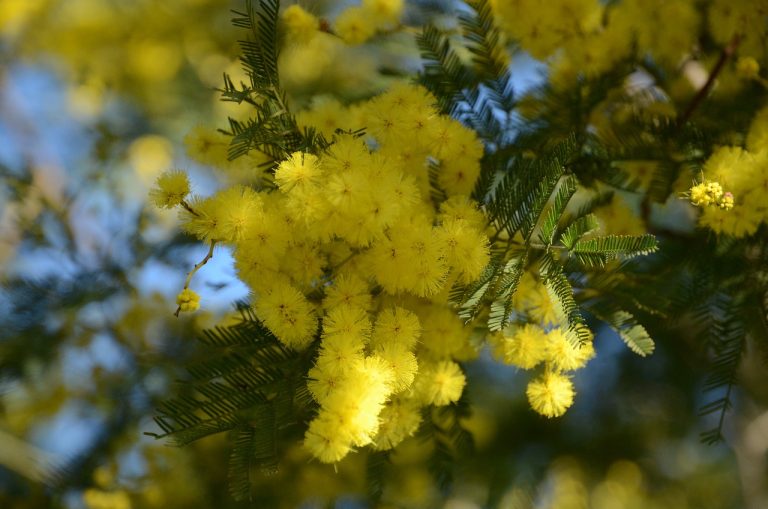 mimoza copac plantare