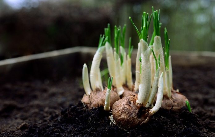 plantare trandafiri din lastari