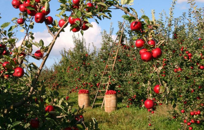 ingrijirea pomilor fructiferi dupa plantare