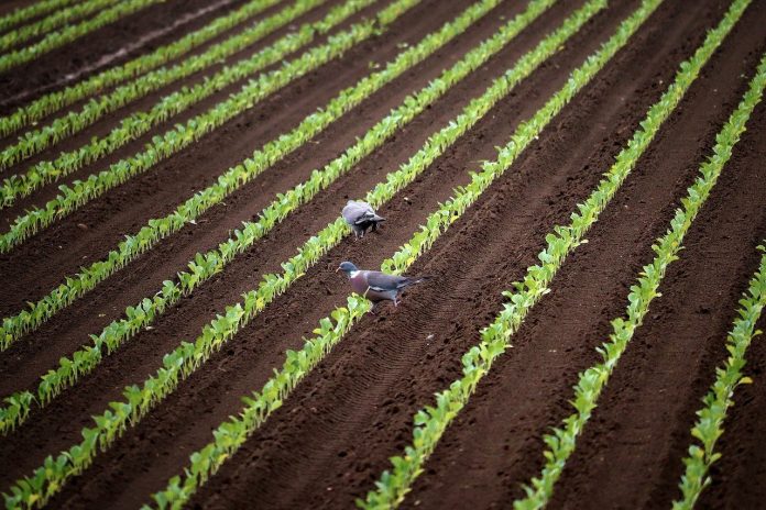 cu ce se stropesc rasadurile dupa plantare