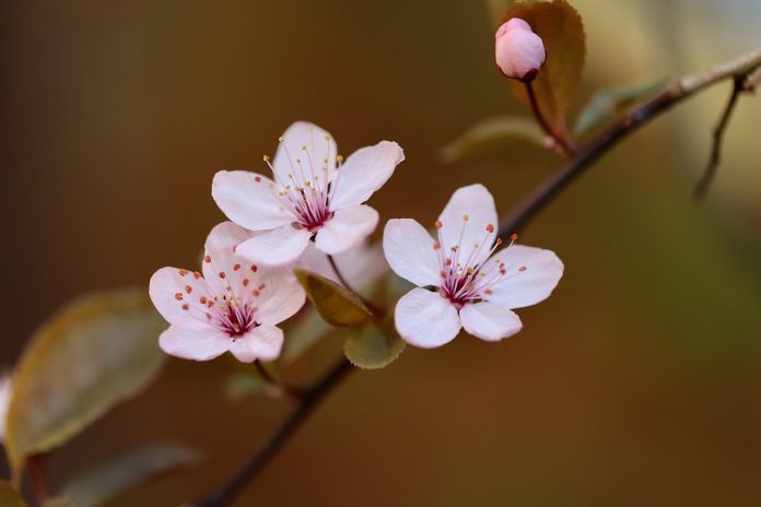 prunus laurocerasus distanta de plantare