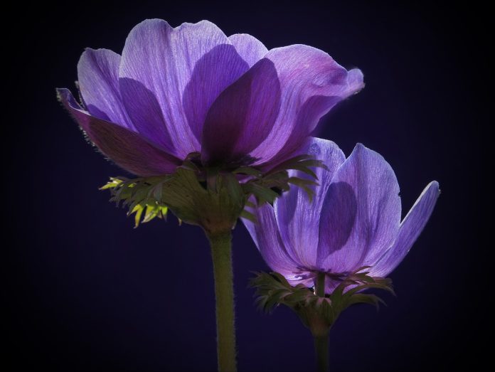 anemone de caen plantare