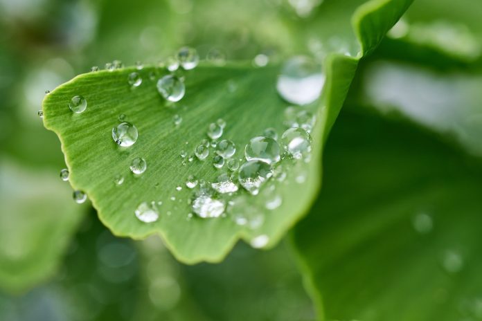 ginkgo biloba plantare