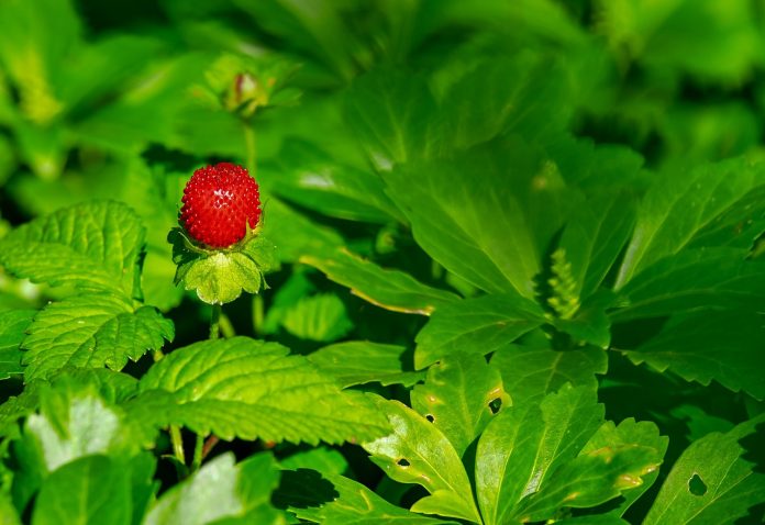 plantare capsuni pe verticala