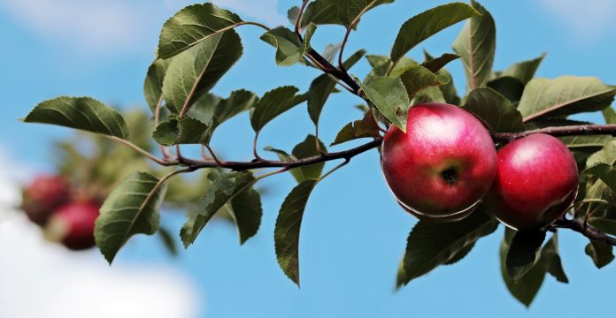 ingrijirea pomilor fructiferi in primul an dupa plantare