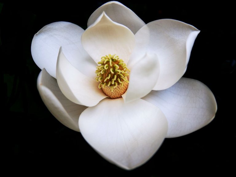 magnolie plantare toamna