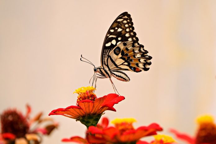 cand infloreste teiul dupa plantare