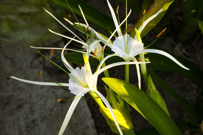 hymenocallis festalis plantare