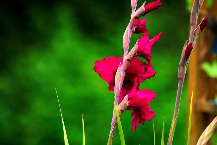 plantare bulbi gladiole