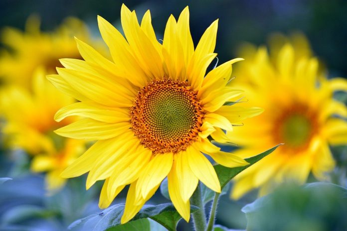 plantare cale de gradina