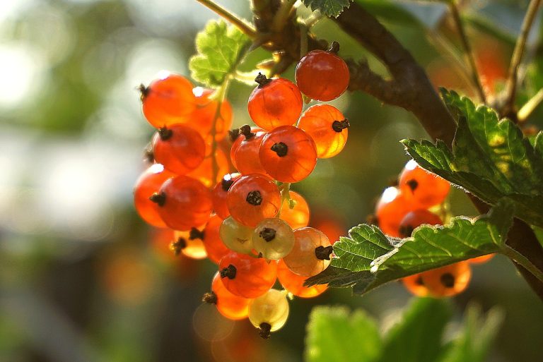 coacaze rosii plantare