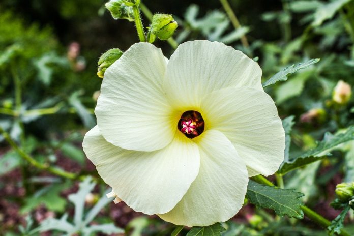 plantare hibiscus gard viu