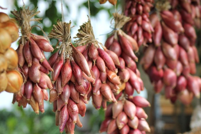 plantare ceapa primavara