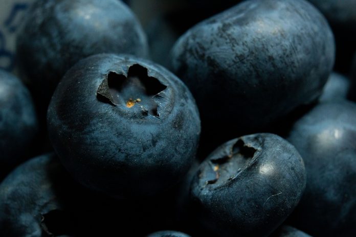 afin bluecrop plantare