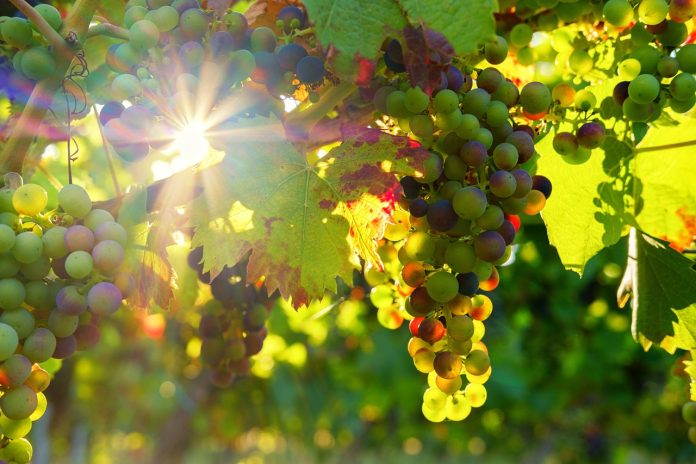 distanta plantare vita de vie