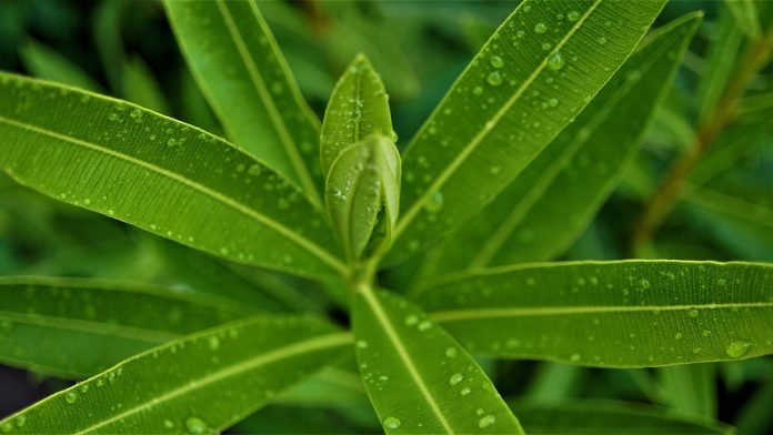 plantare leandru in gradina