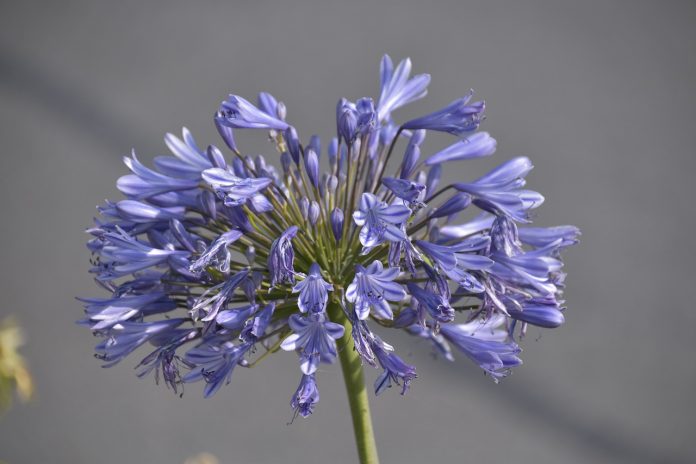 tuberoze plantare si ingrijire