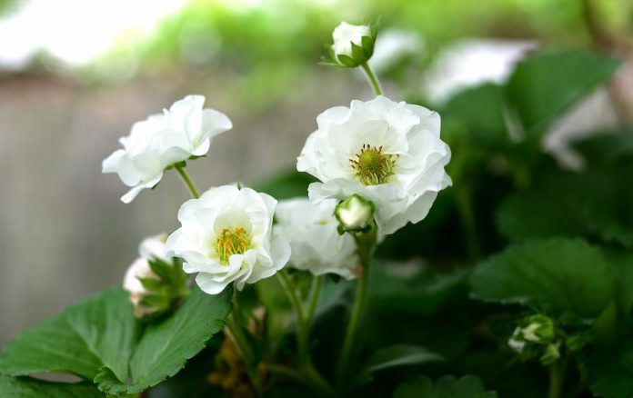 metode de plantare a capsunilor