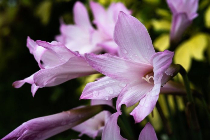 plantarea bulbilor de crini