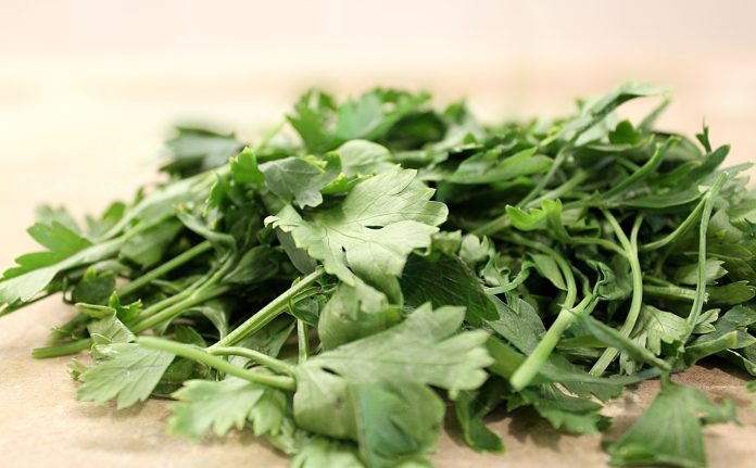 plantare patrunjel in ghiveci