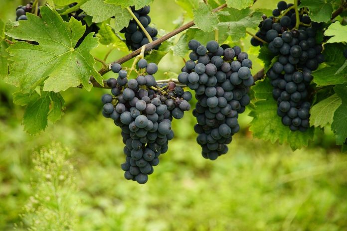 plantare arpagic primavara