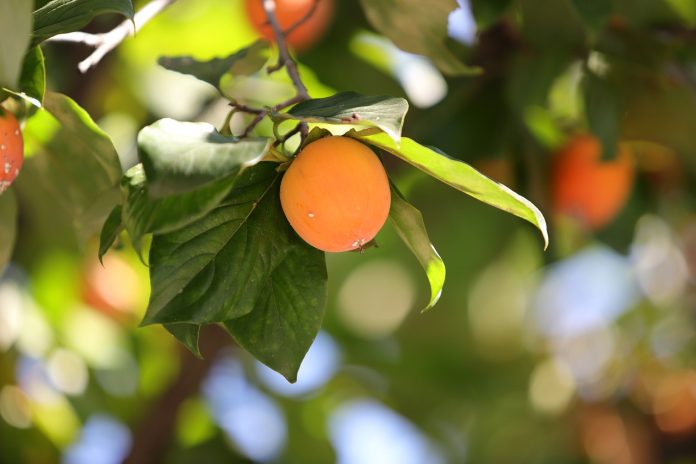 samburi de curmale plantare