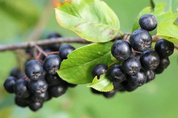 aronia plantare si intretinere