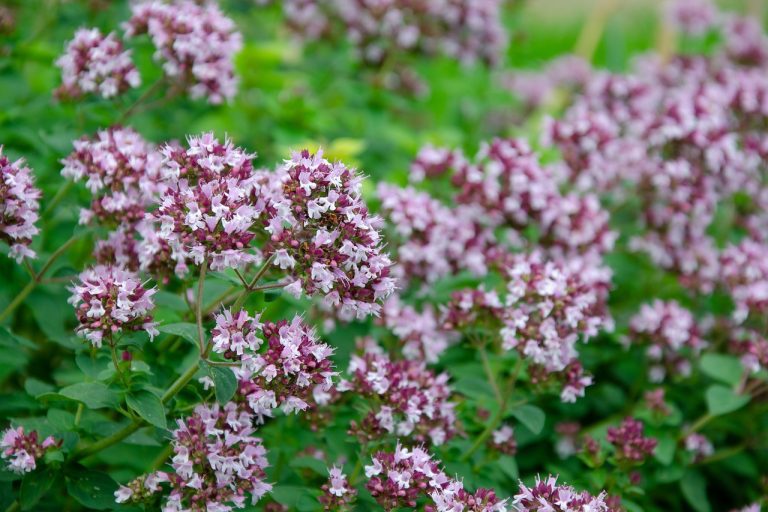 oregano plantare si ingrijire